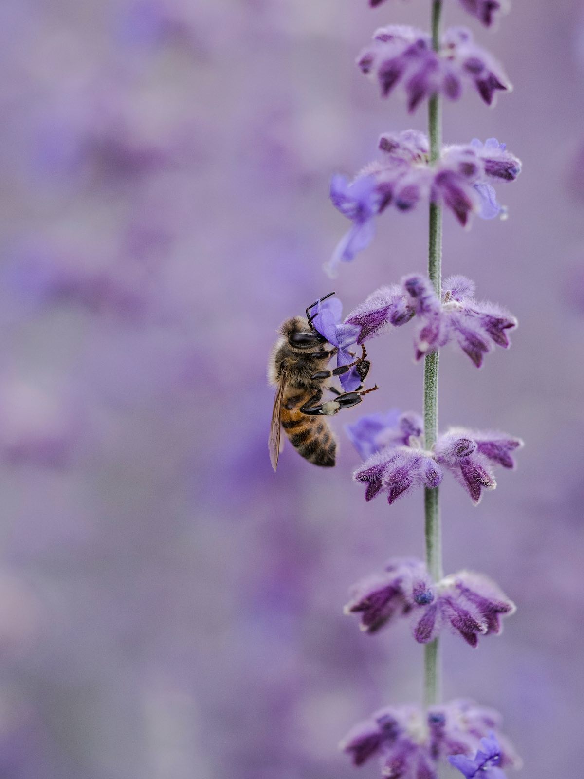 Bees Lavender
