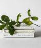 Environmental Books, Luxiders Magazine