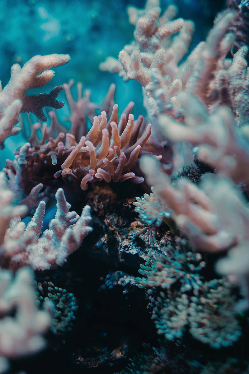 Coral Gardening.