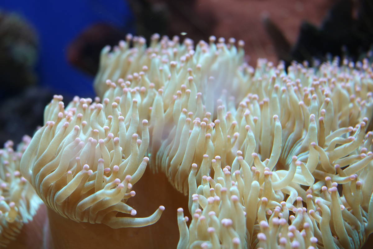 Coral Gardening.