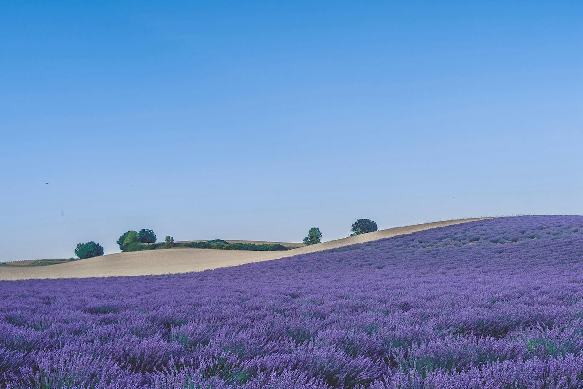 lavander fields