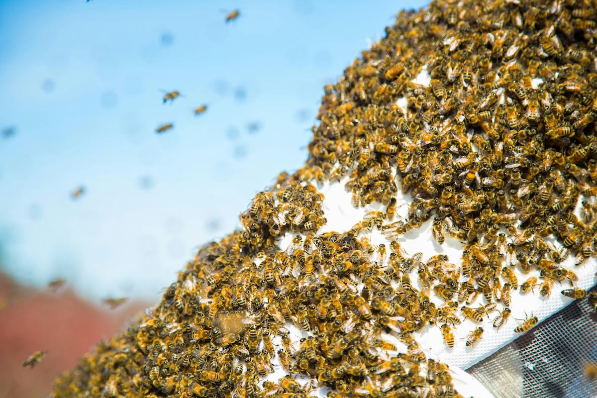 Bee Sawrm