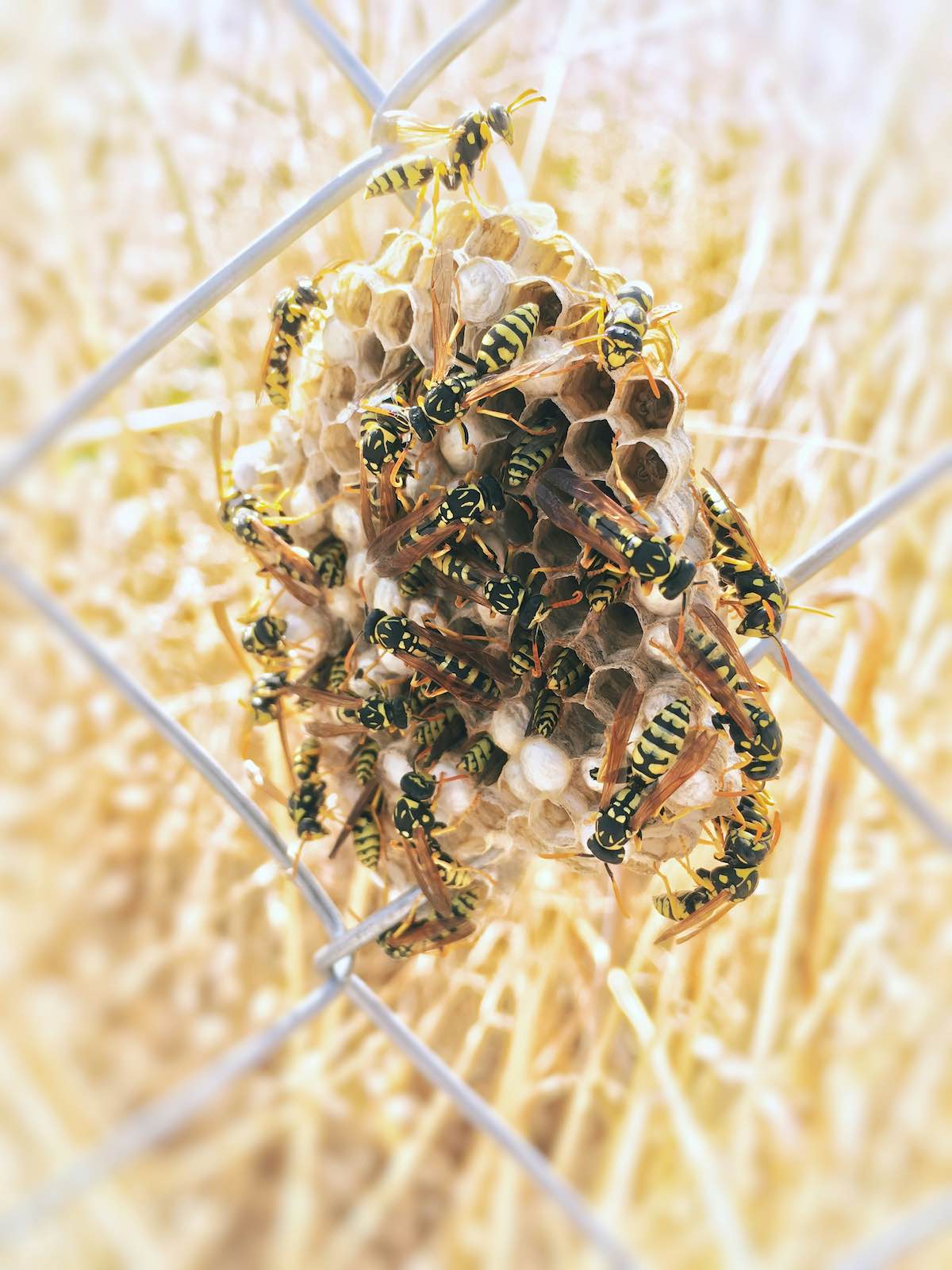 bees