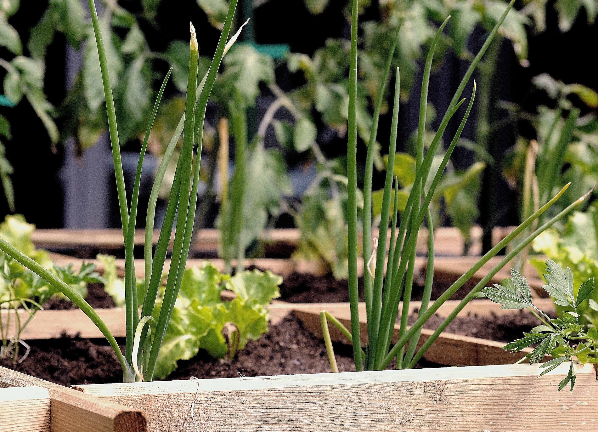 close up of urban garden