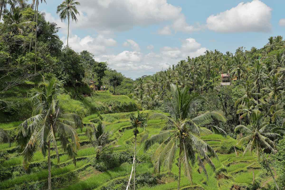 Indonesia Rice Fields