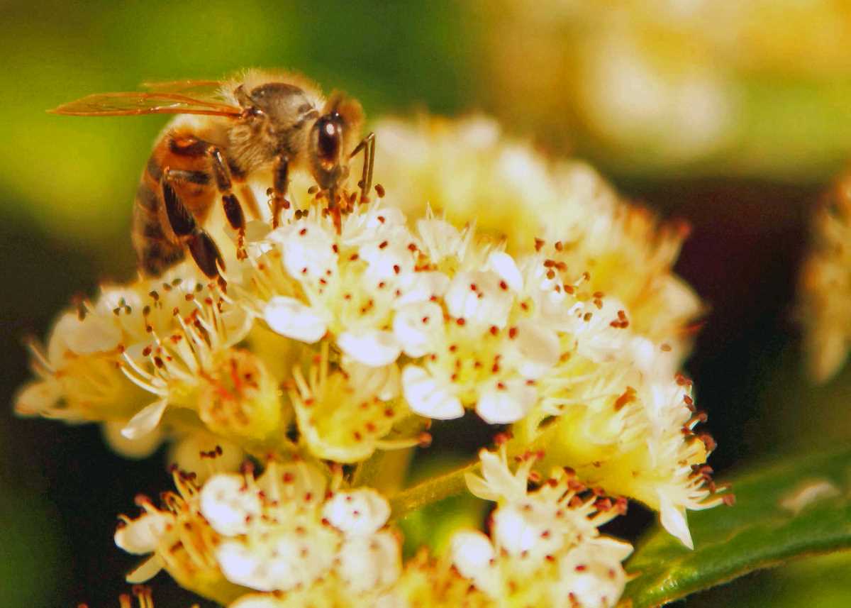 flowers, bee