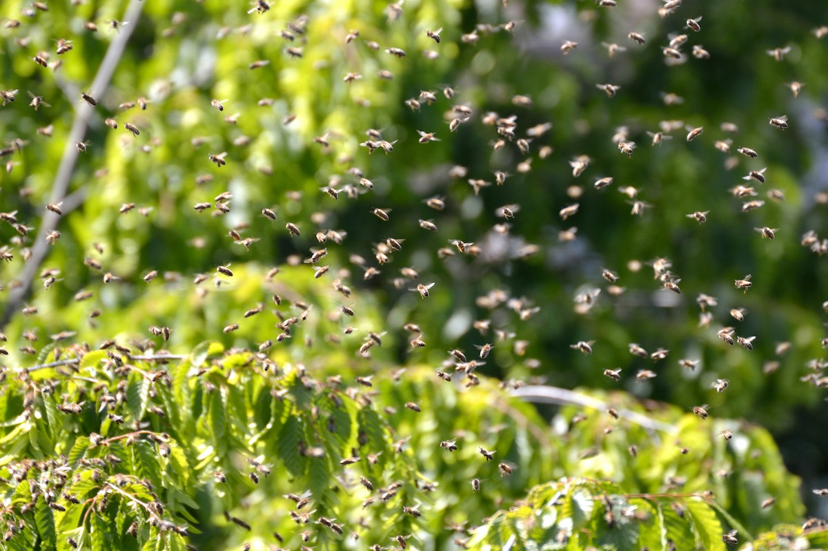 Bees Nature