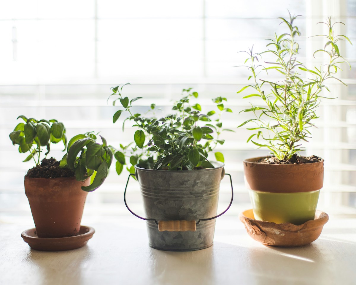 herbs