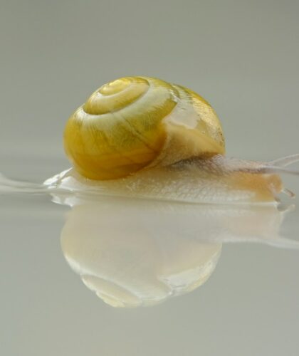 Snail Mucin Skincare