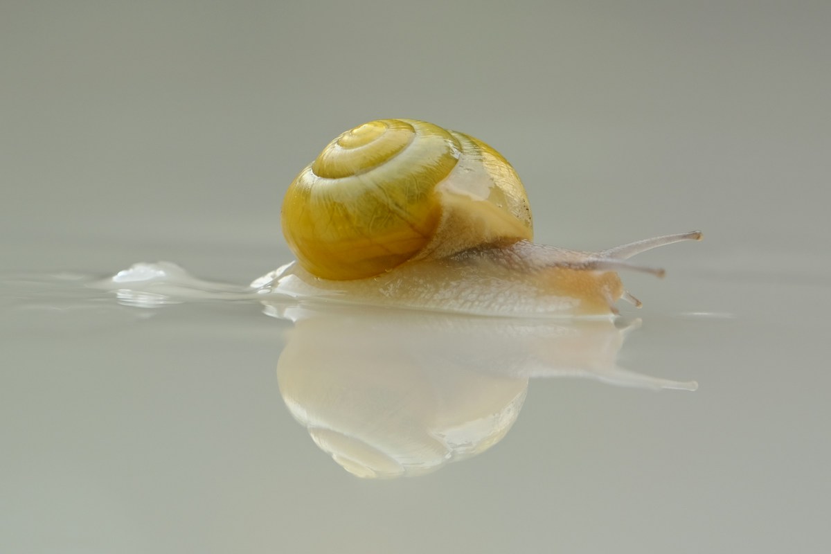 Snail Mucin Skincare