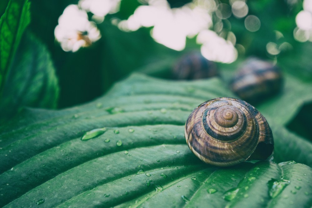 Snail mucin Skincare