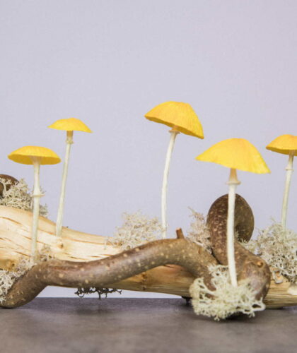 Sustainable-Beauty-Editorial-Funghi
