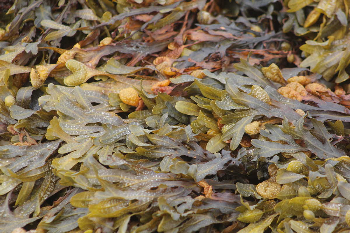 Seaweed in nature
